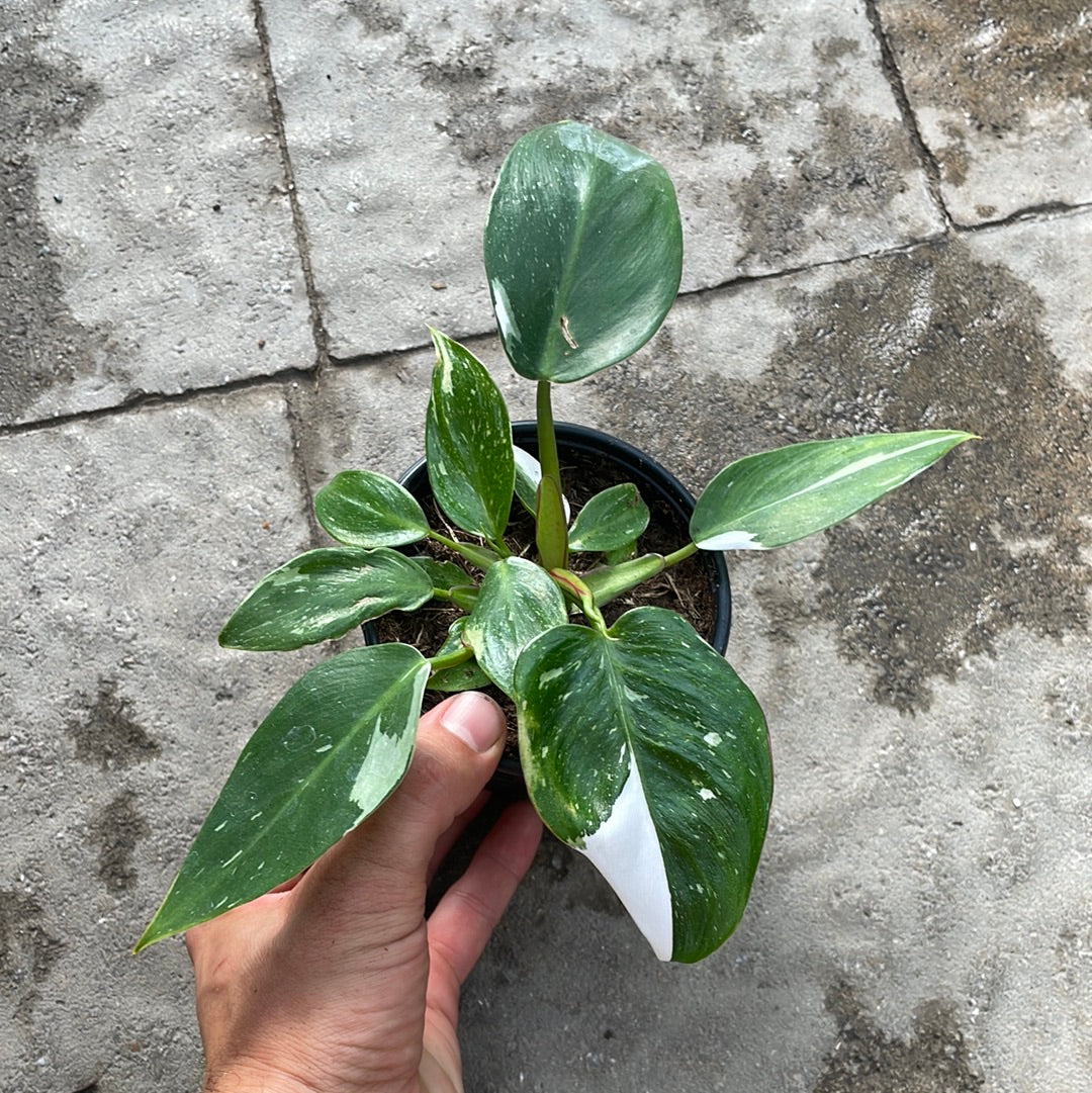 Philodendron White Princess