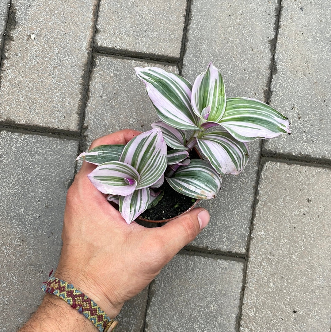 Tradescantia Nanouk Bubblegum
