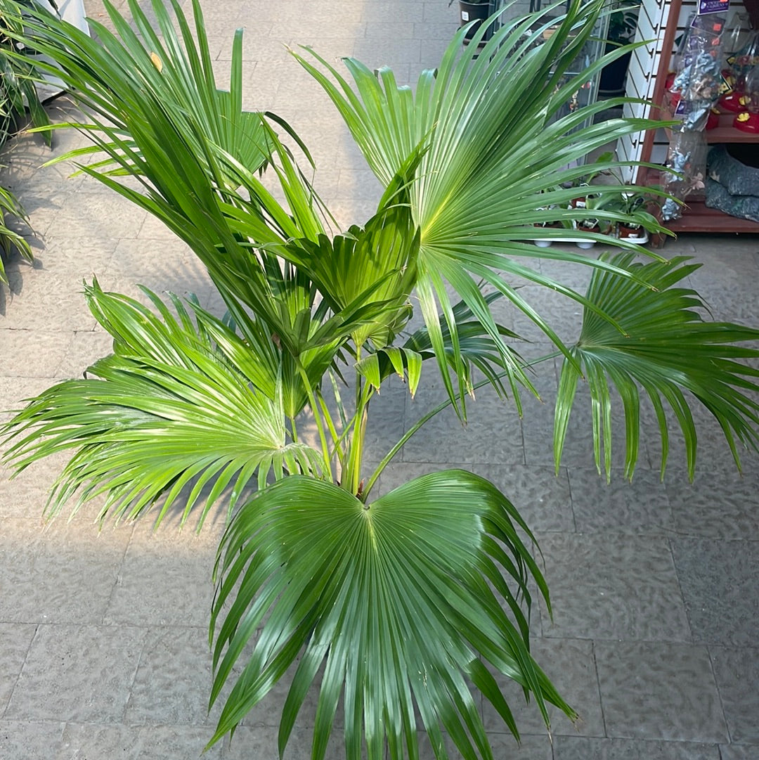 Palmier éventail