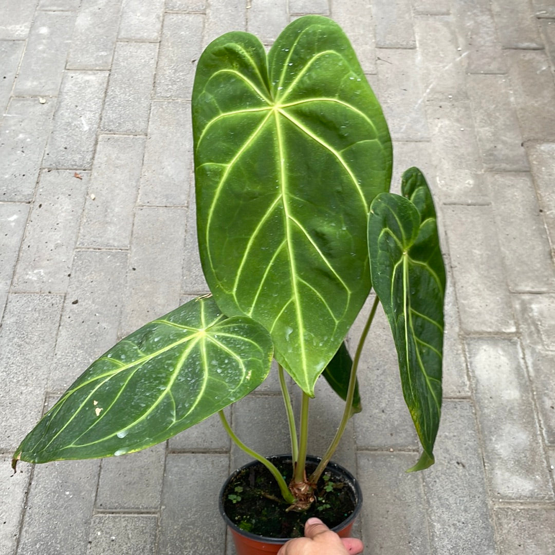 Anthurium Magnificum