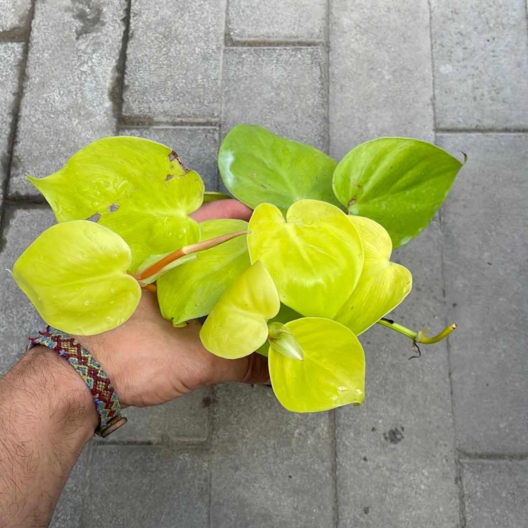 Philodendron Cordatum Lemon Lime