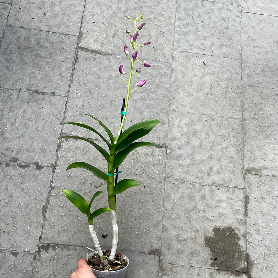 Dendrobium