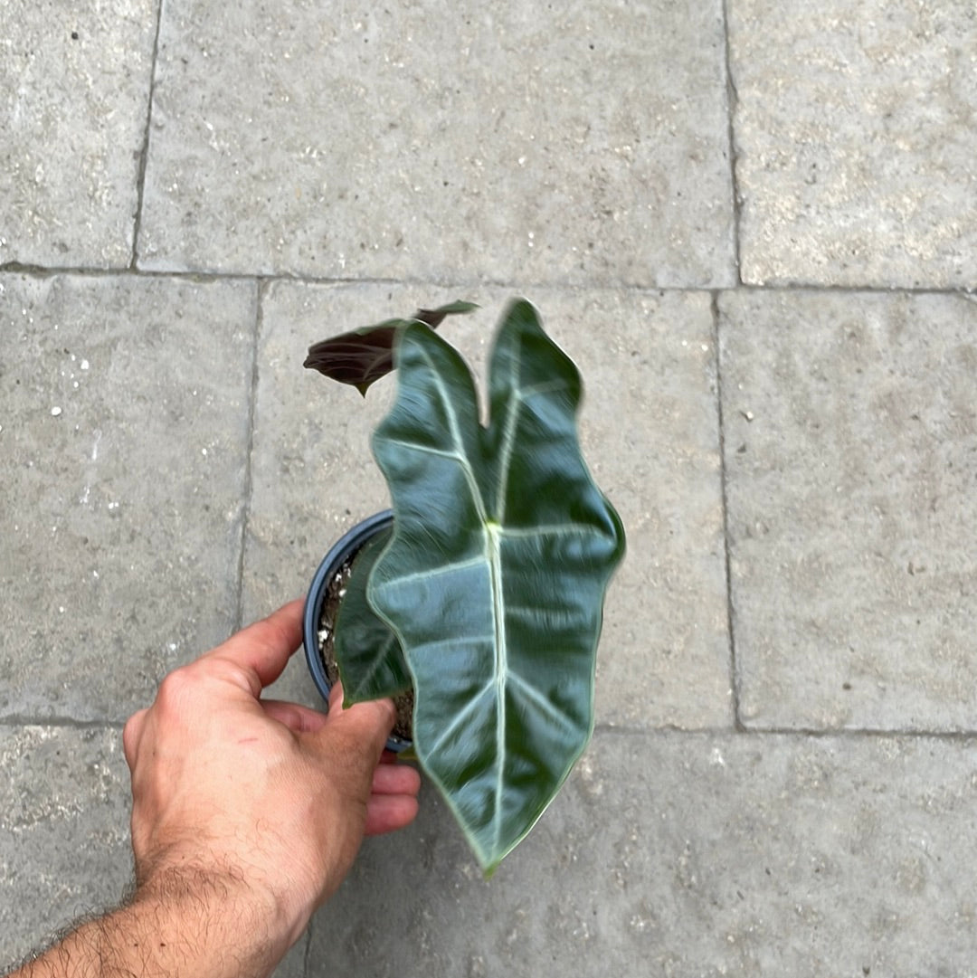 Alocasia Pseudo Sanderiana