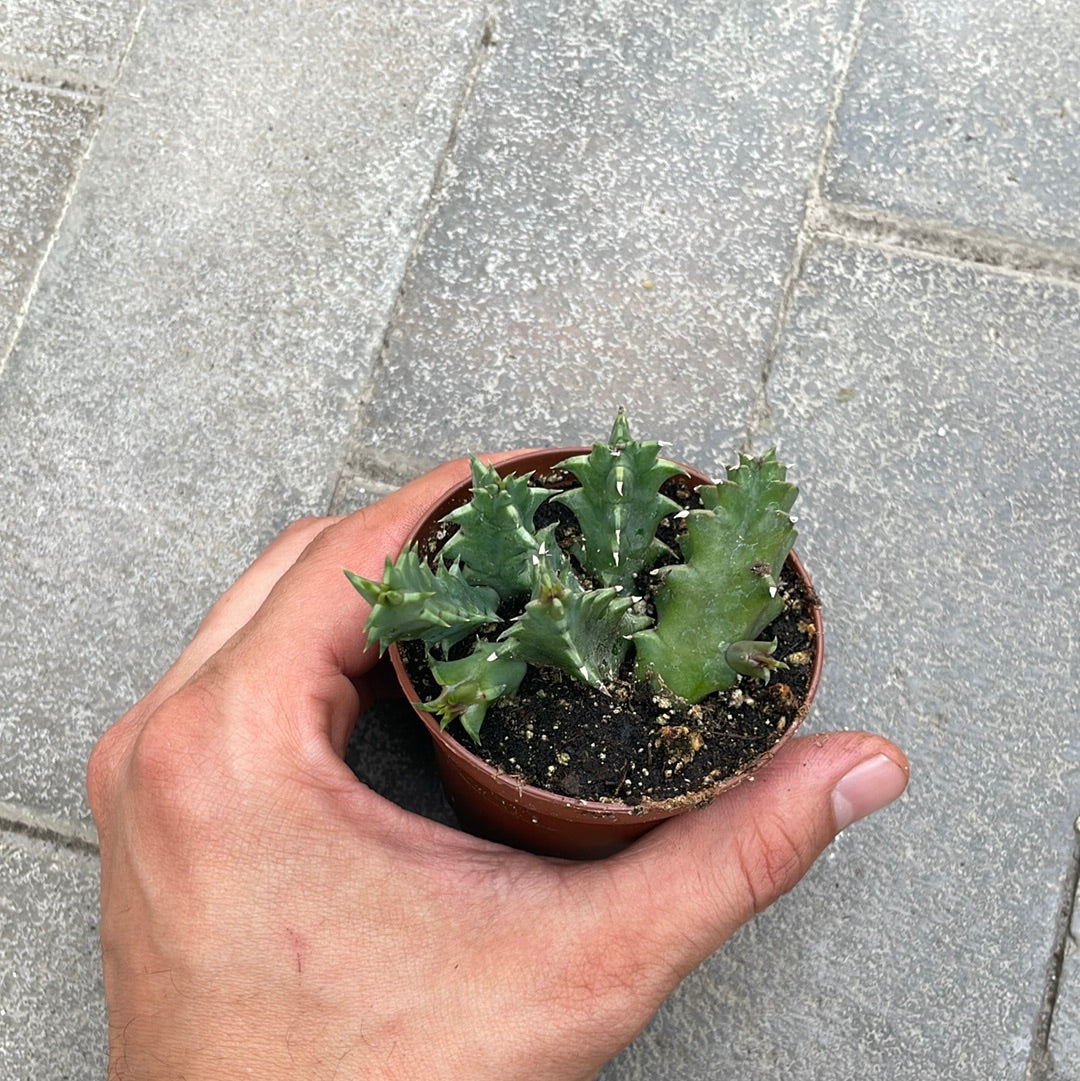 Huernia Zebrina