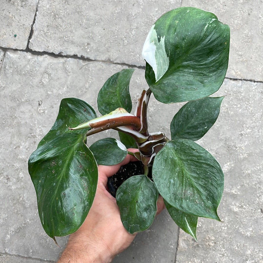 Philodendron White Knight