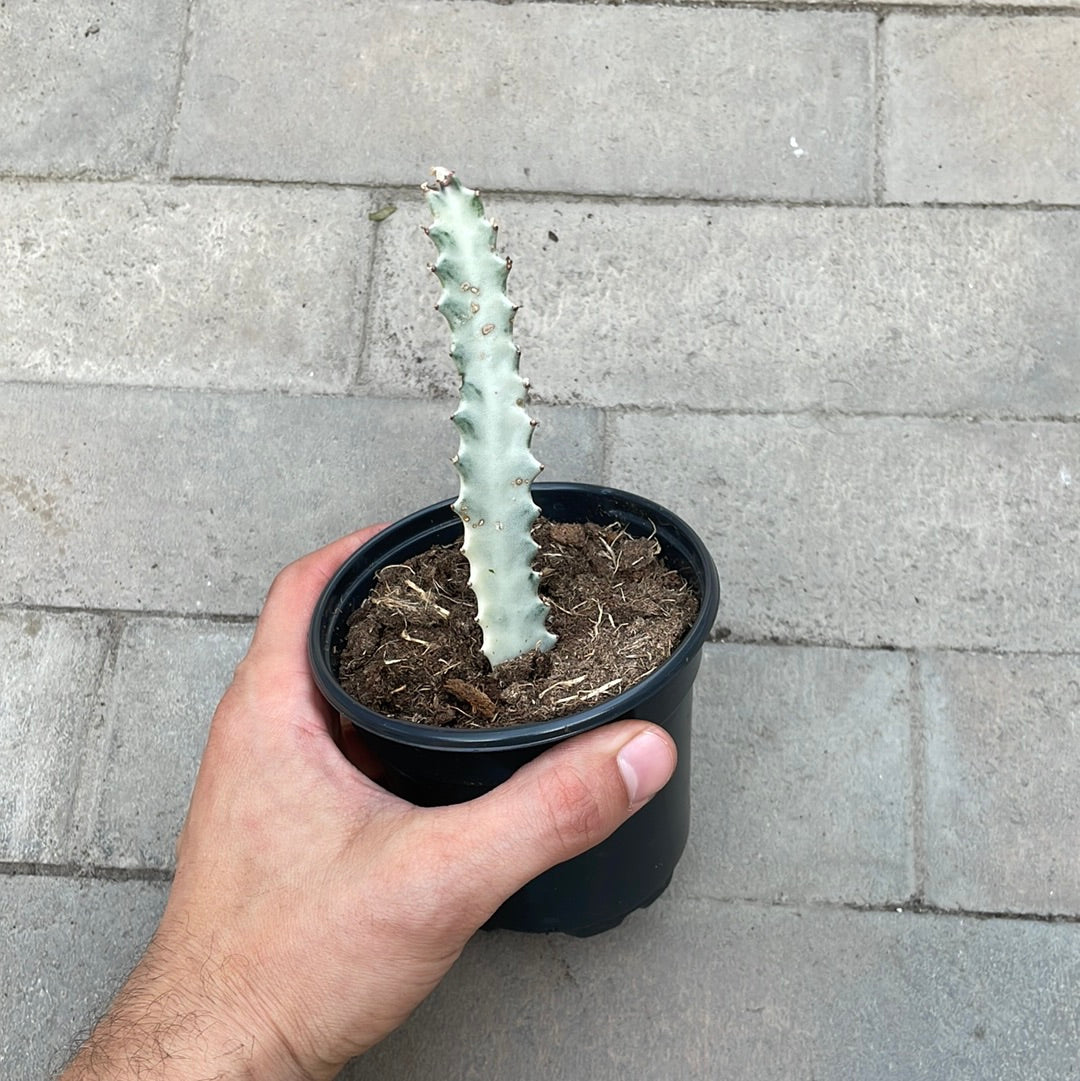 Euphorbia Lactea White Ghost