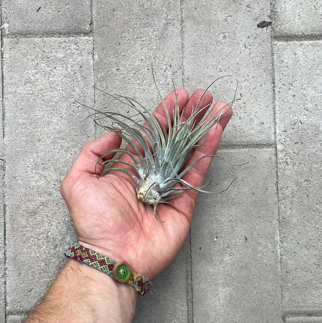 Tillandsias Oaxacana