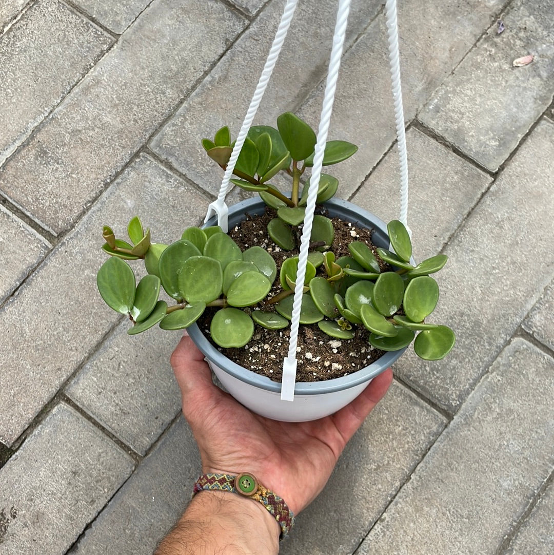 Peperomia Hope