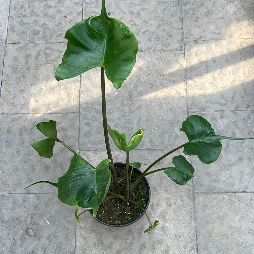 Alocasia Stingray