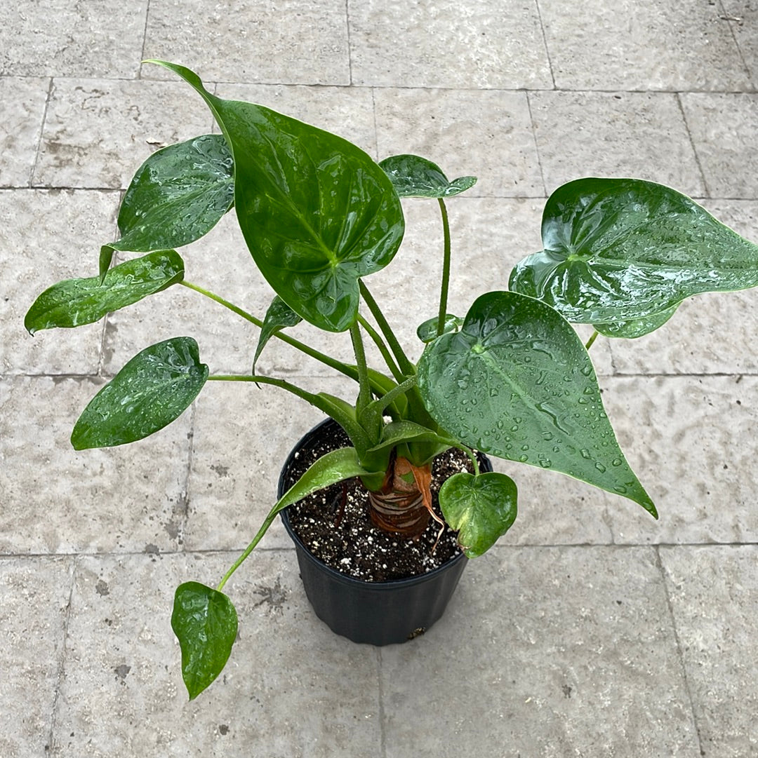 Alocasia Cuculata