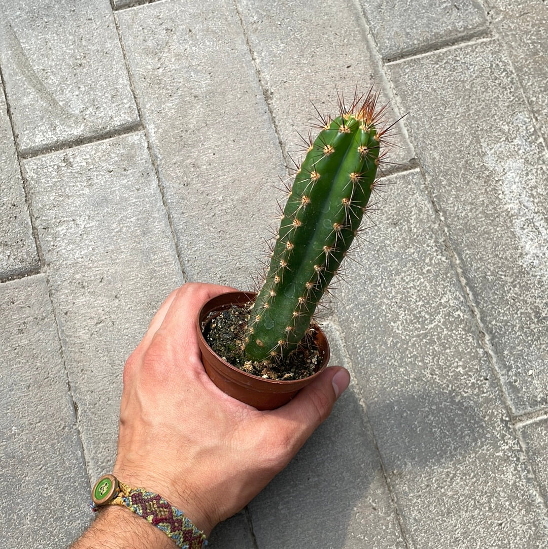Neocardenasia Herzogiana