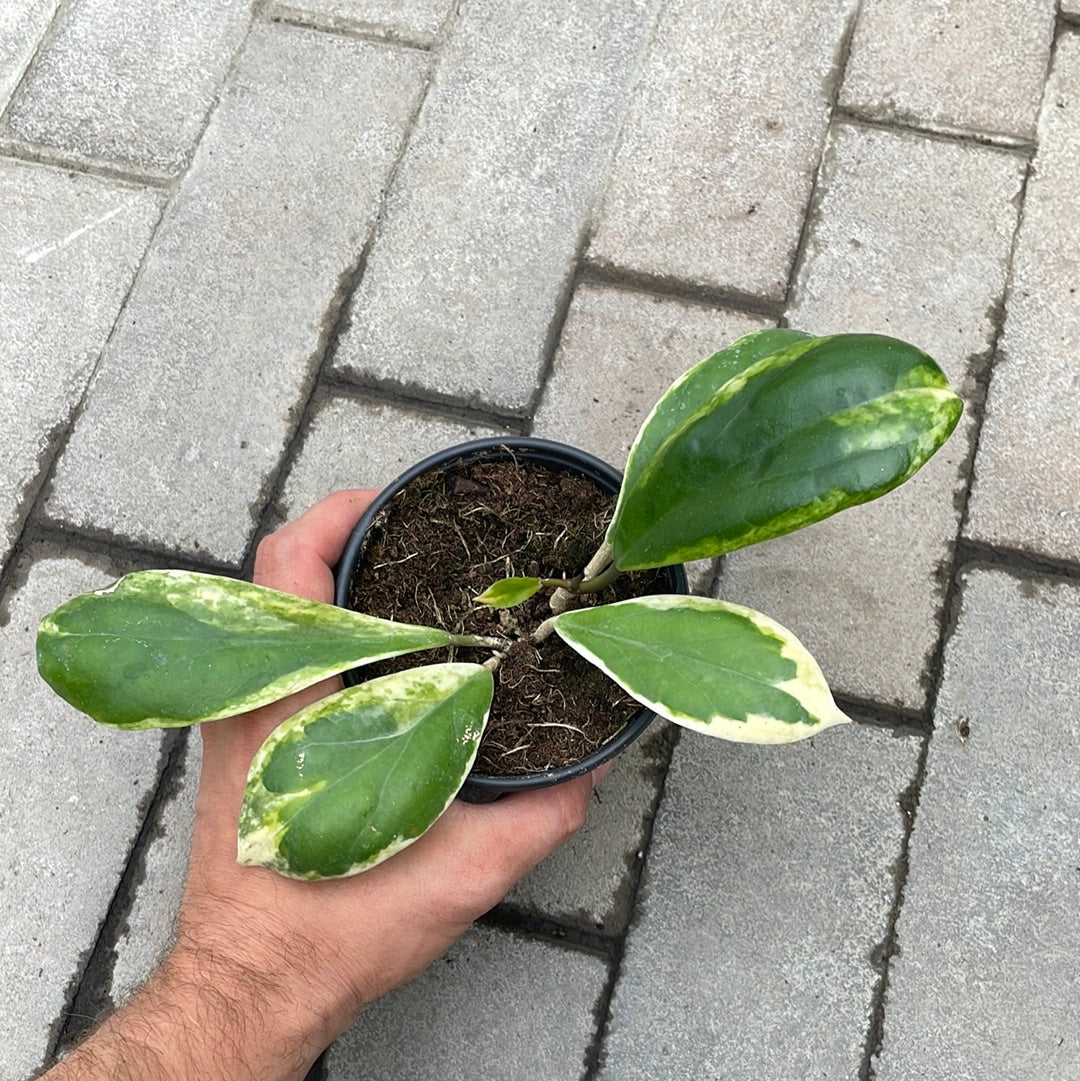 Hoya Incrassata Variegata