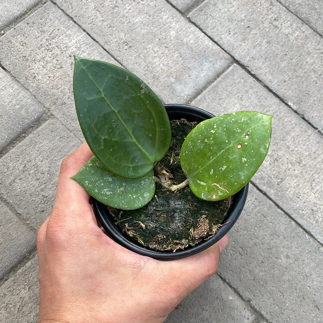 Hoya Paracitica Splash
