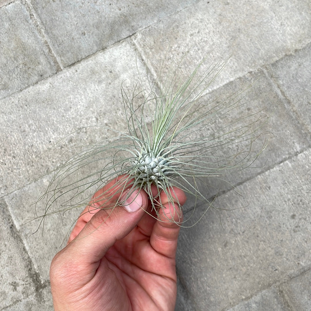 Tillandsia Argentea