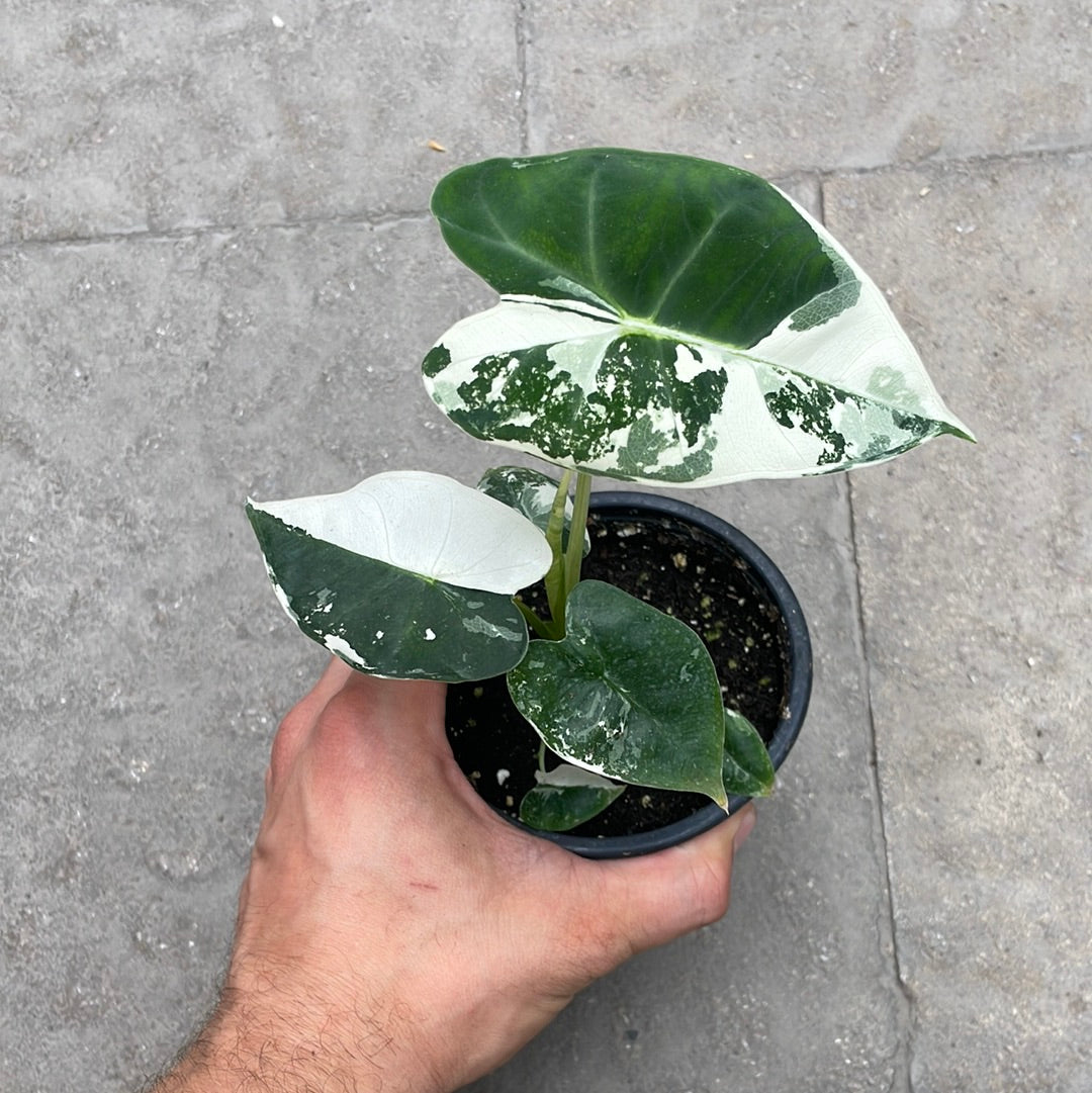 Alocasia Frydek Variegata