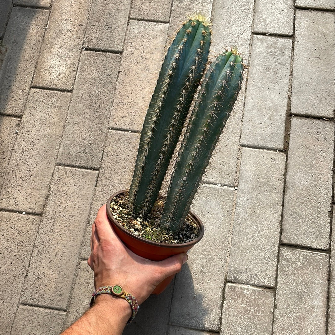 Pilosocereus Azureus