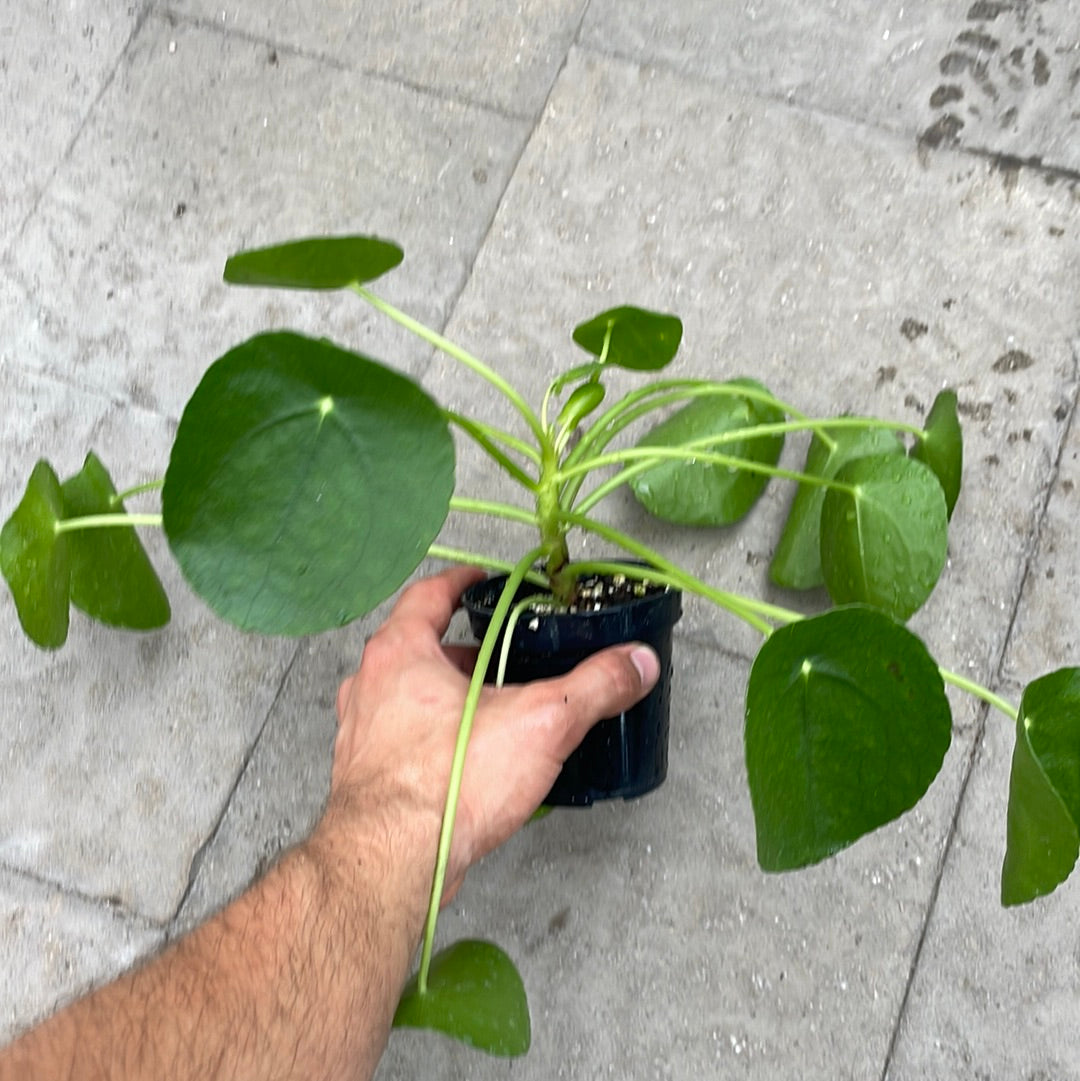 Pilea Peperomoide