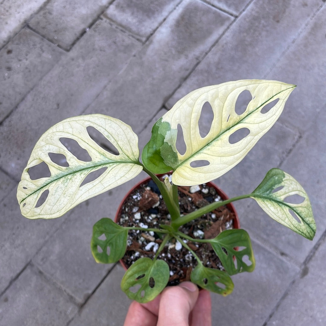 Monstera Archipelago Ghost