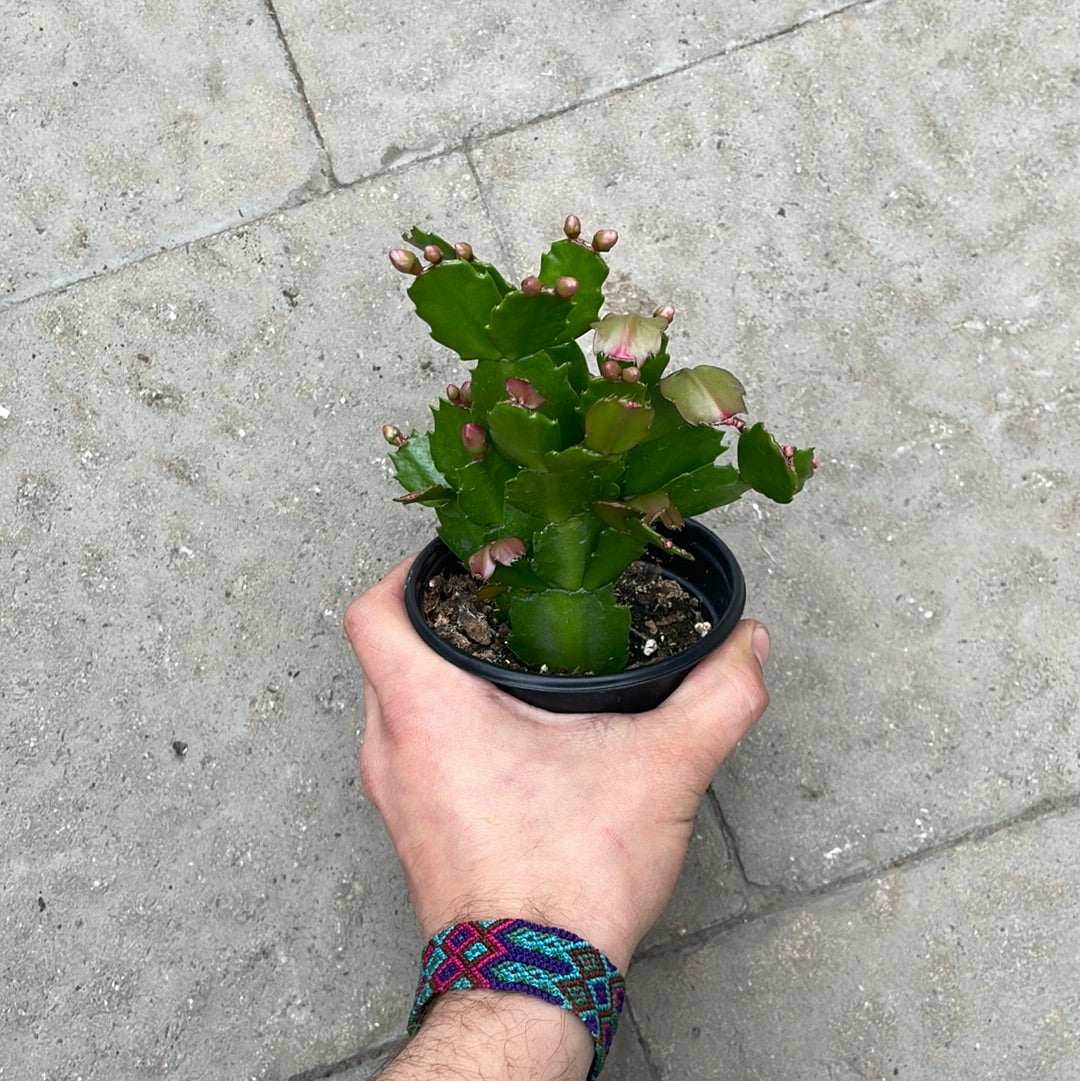 Cactus De Noël Mauve