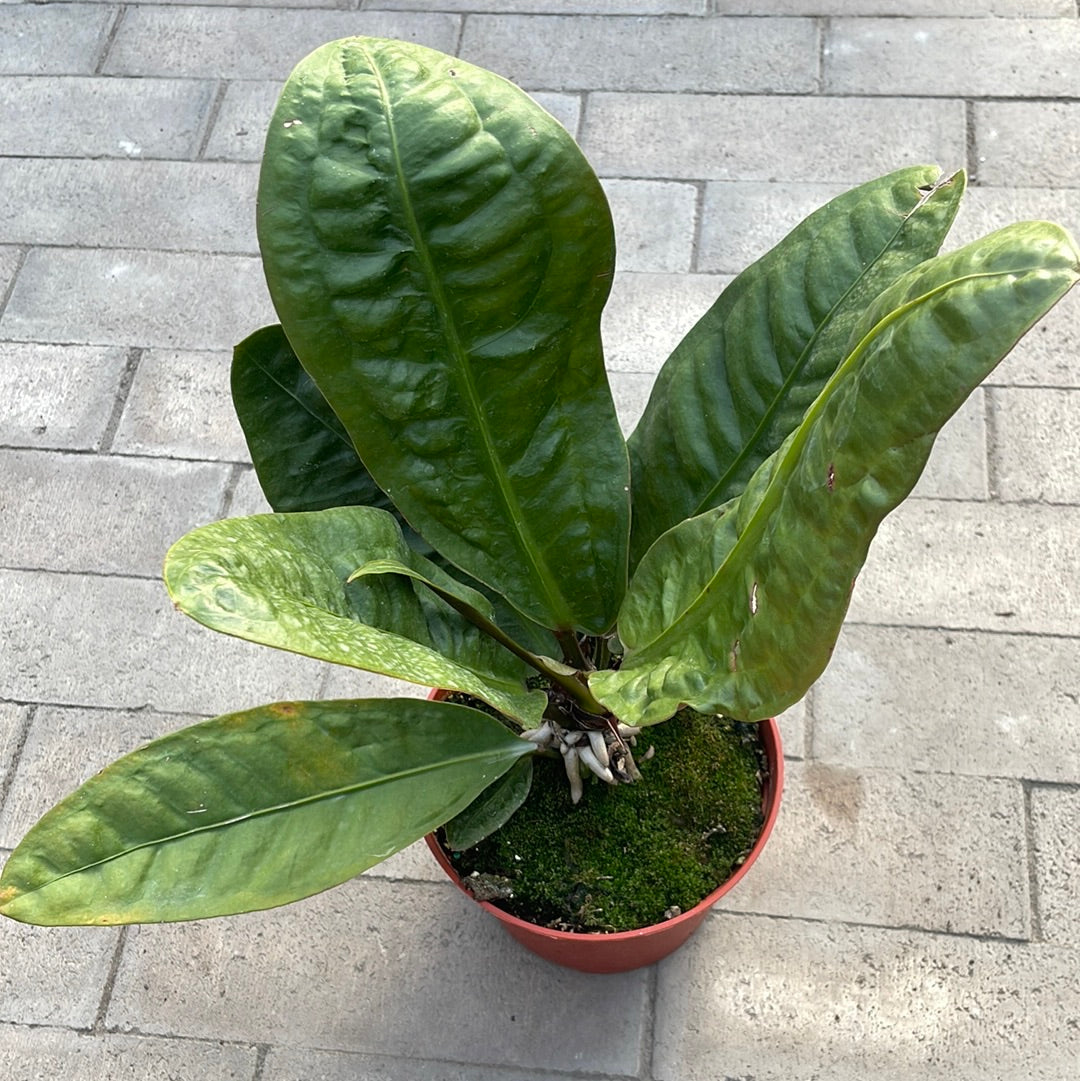 Anthurium SuperBum