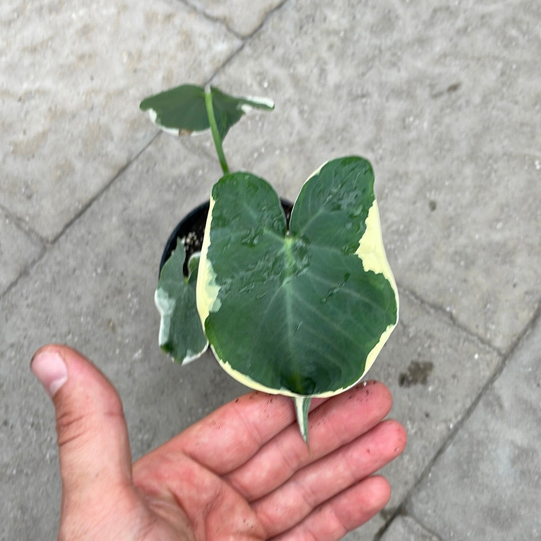 Alocasia Mickey Mouse ( Xanthosoma )