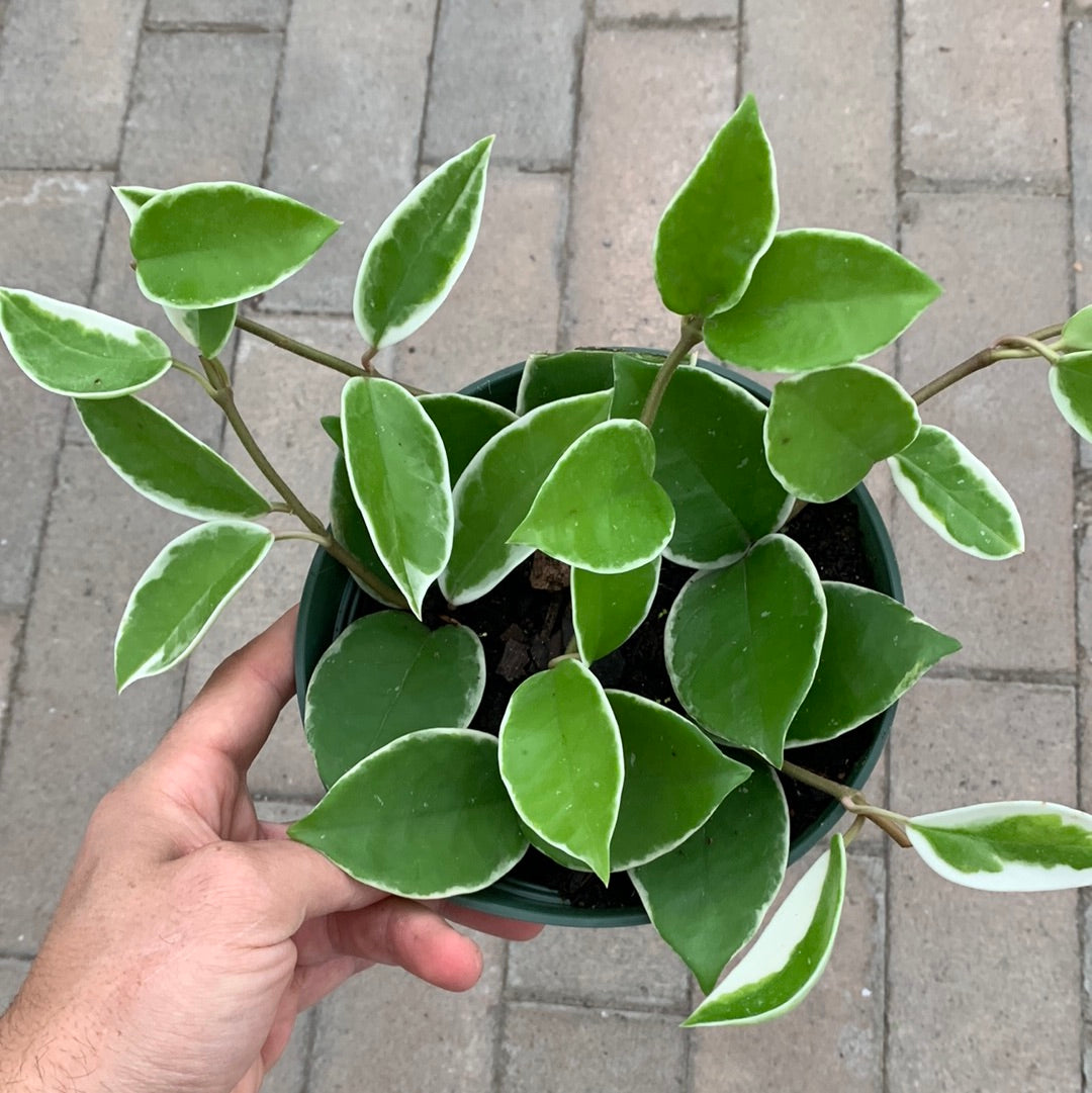 Hoya Krimson Queen