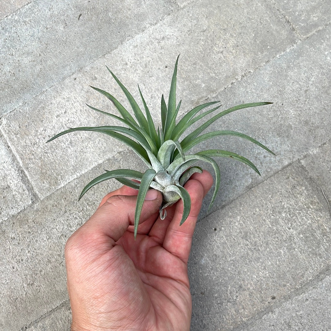 Tillandsias Brachycaulos