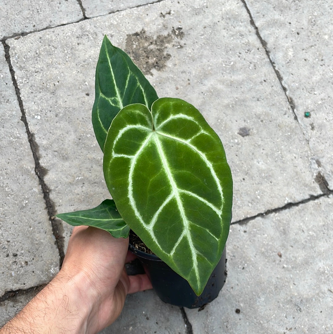 Anthurium Crystallinum