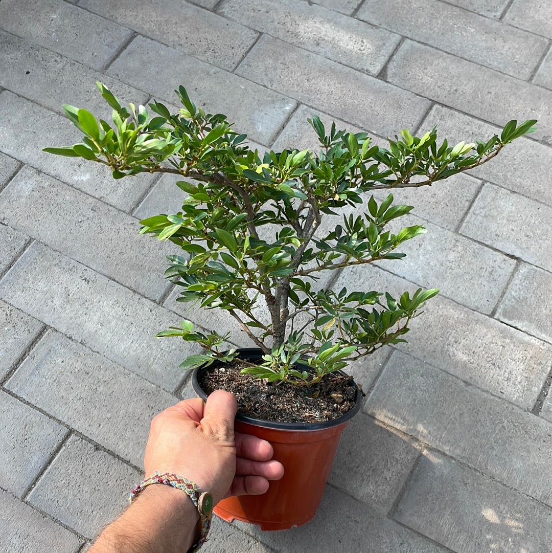 Calliandra Schultzei