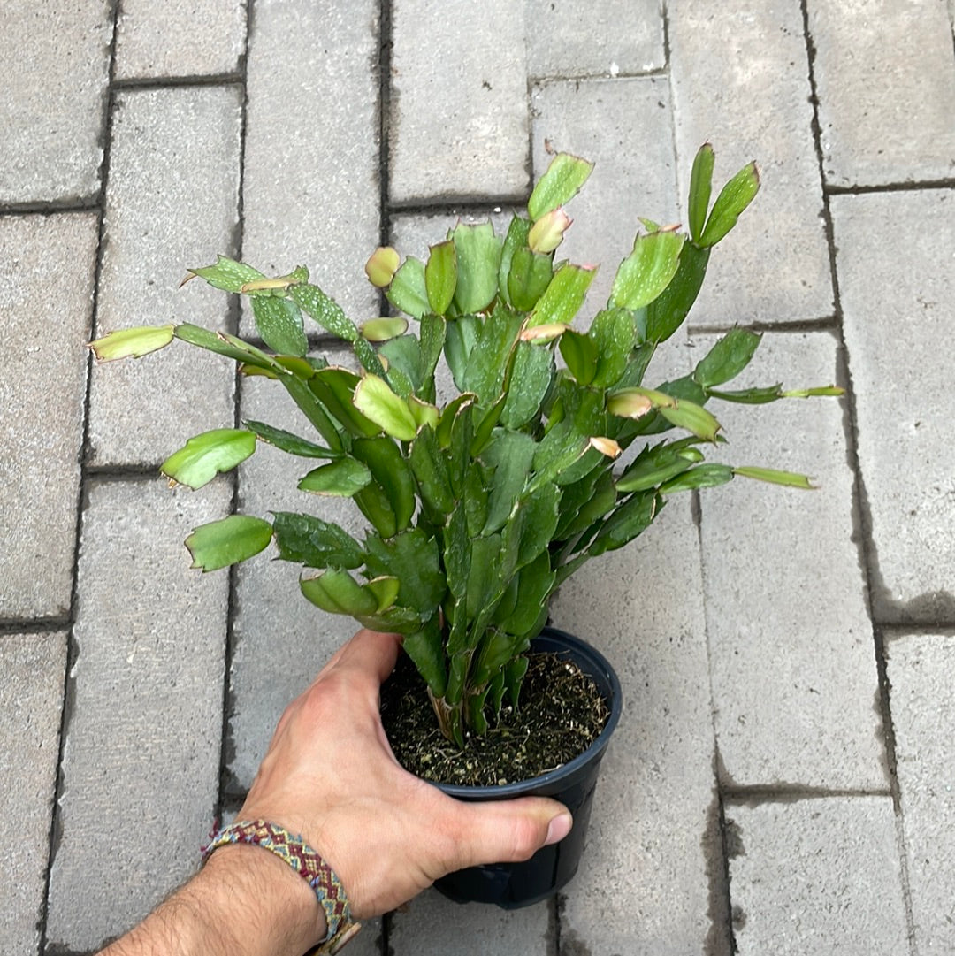 Schlumbergera Truncata