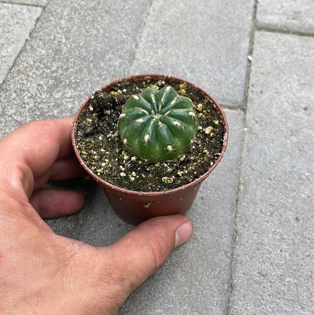 Matucana
