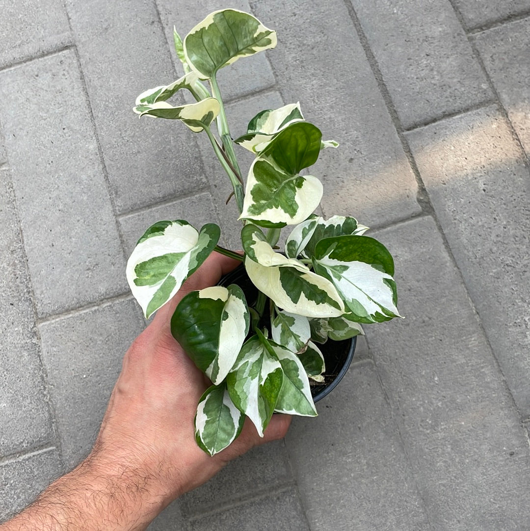 Pothos N’Joy