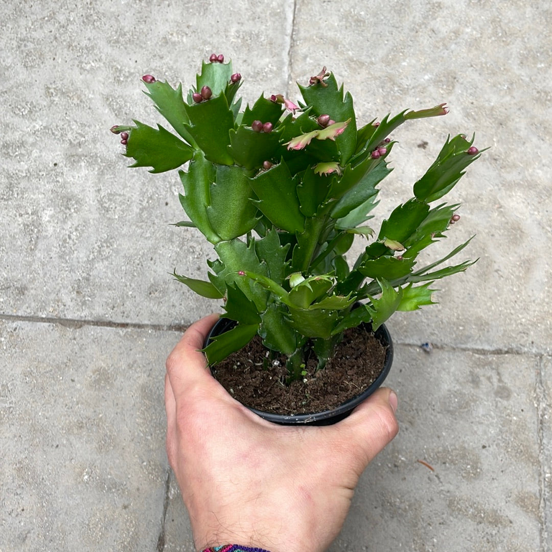 Cactus De Noël Rose