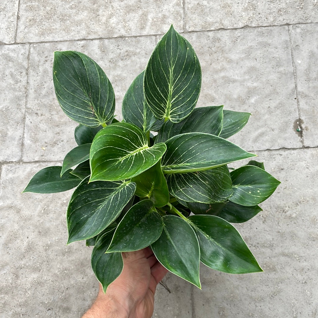 Philodendron Birkin