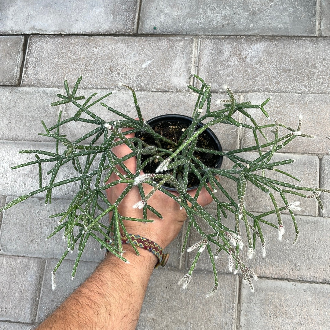 Rhipsallis Horrida