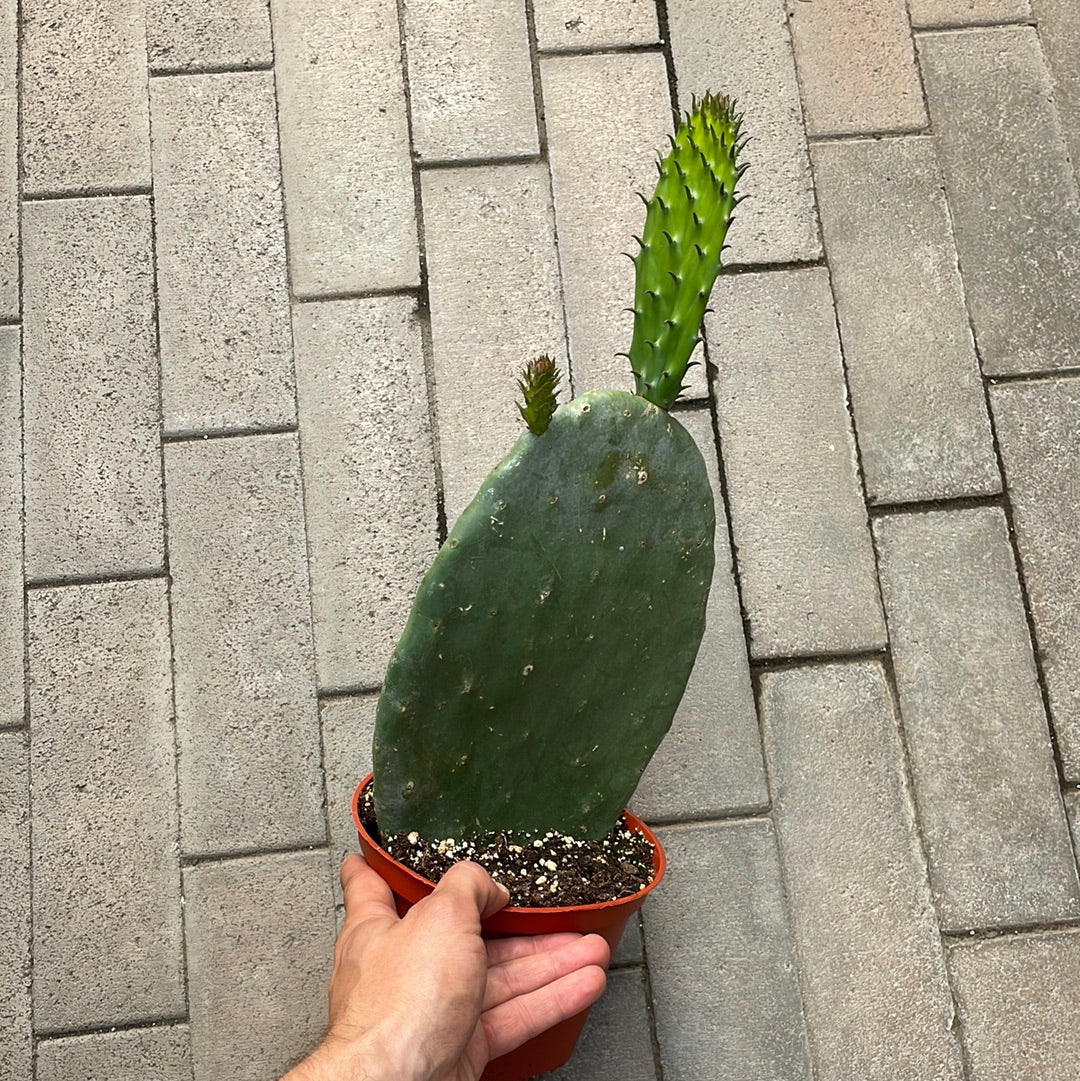Opuntia Indica