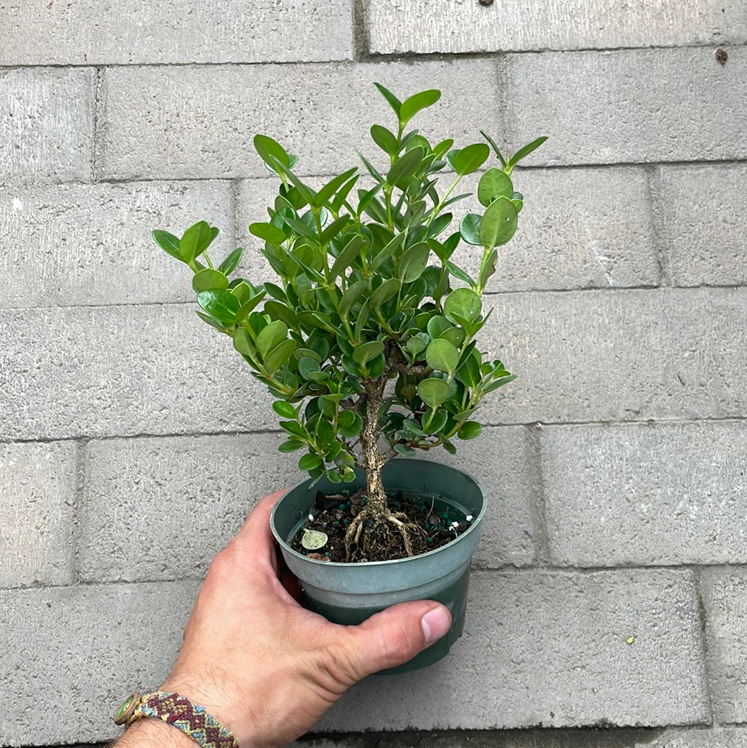 Dwarf Natal Plum