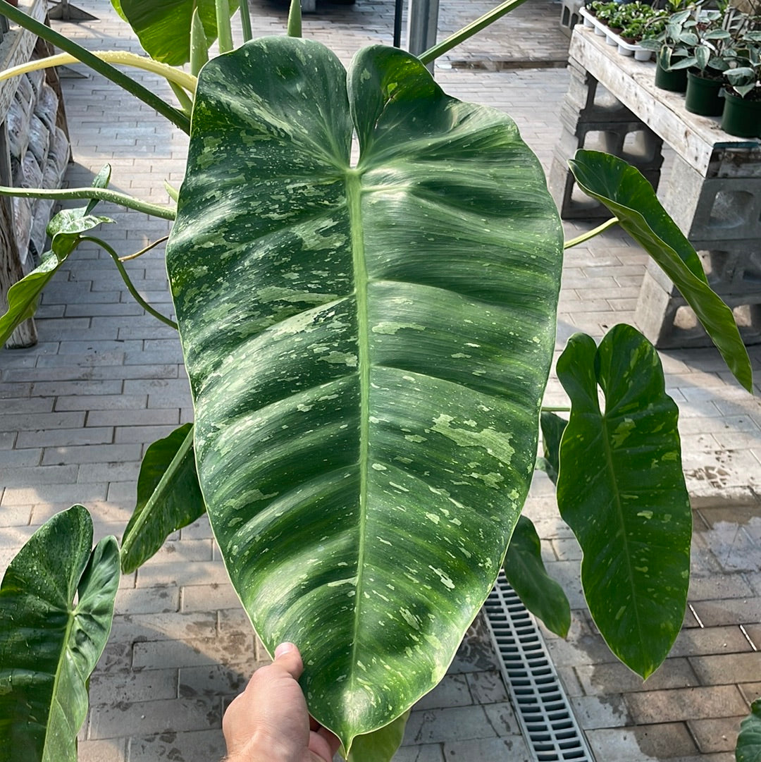 Philodendron Jose Buono