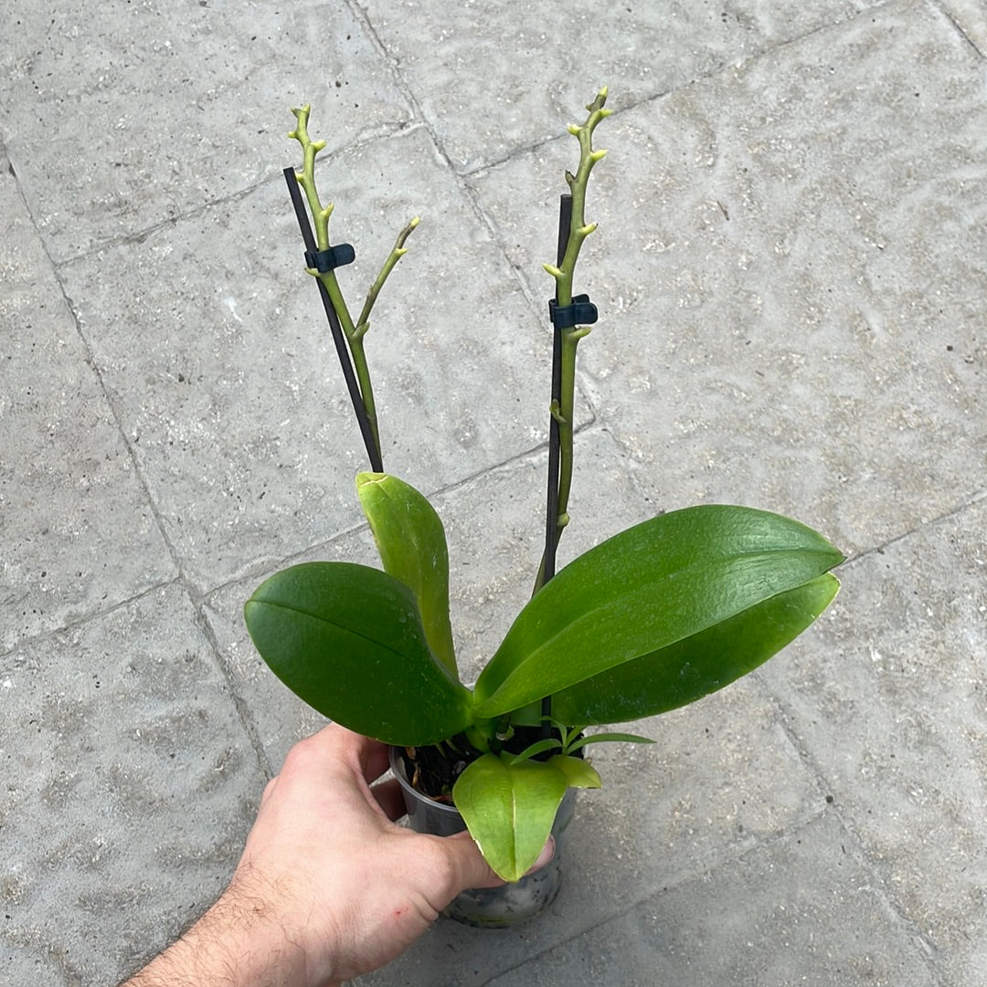 Orchidées Piccola ( sans fleur )