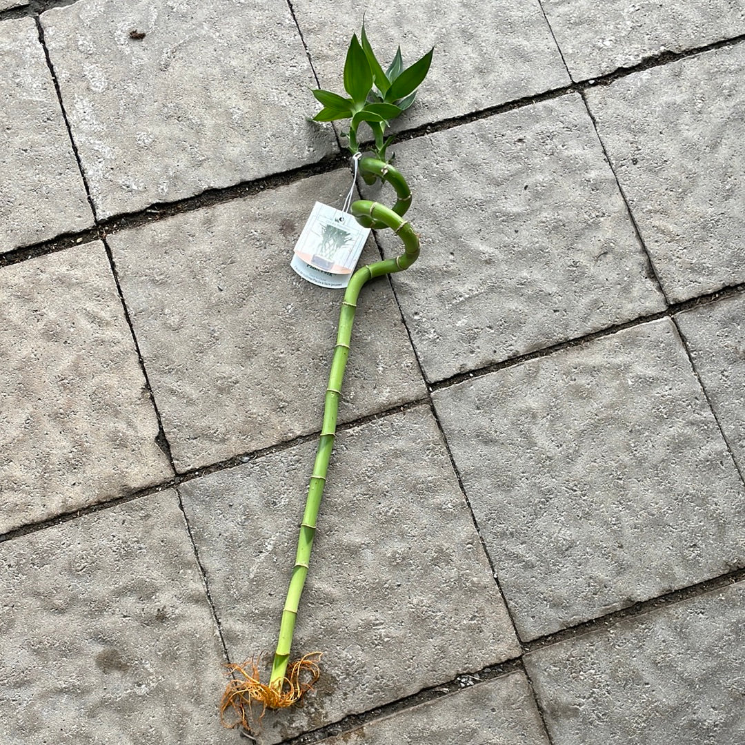 Lucky Bamboo