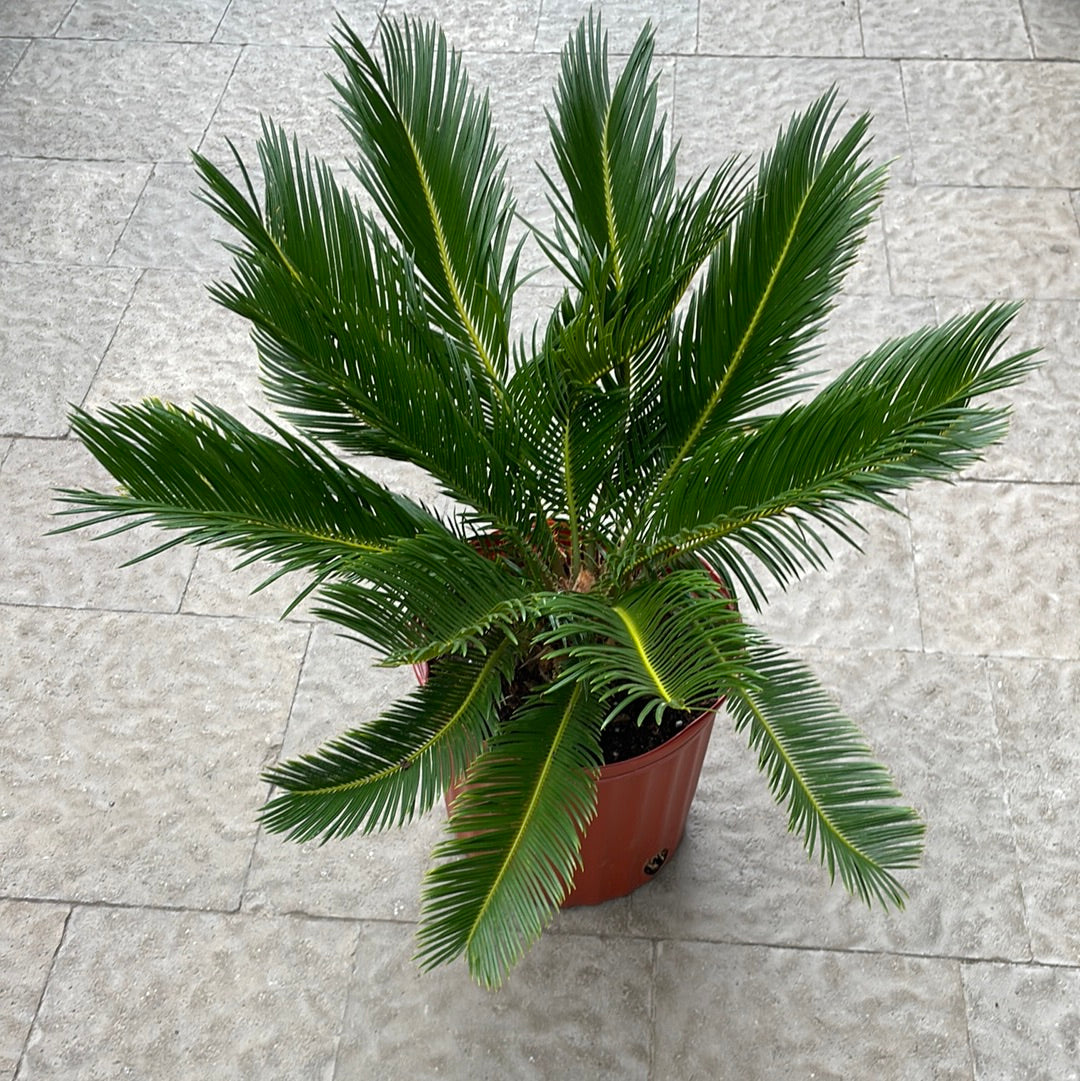 Cycas