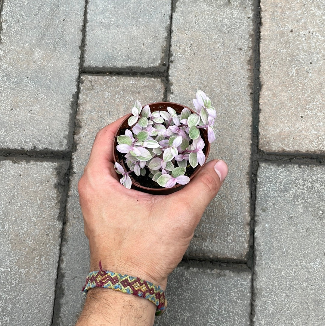 Callisia Pink Lady