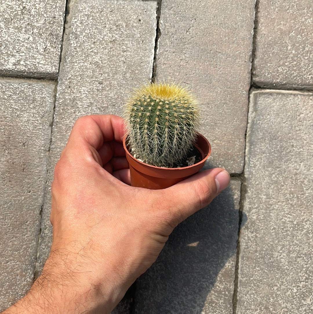 Eriocactus Claviceps