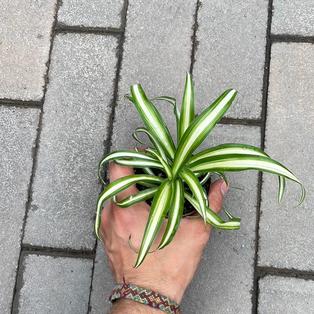Chlorophytum Vert et Blanc ( araignée )