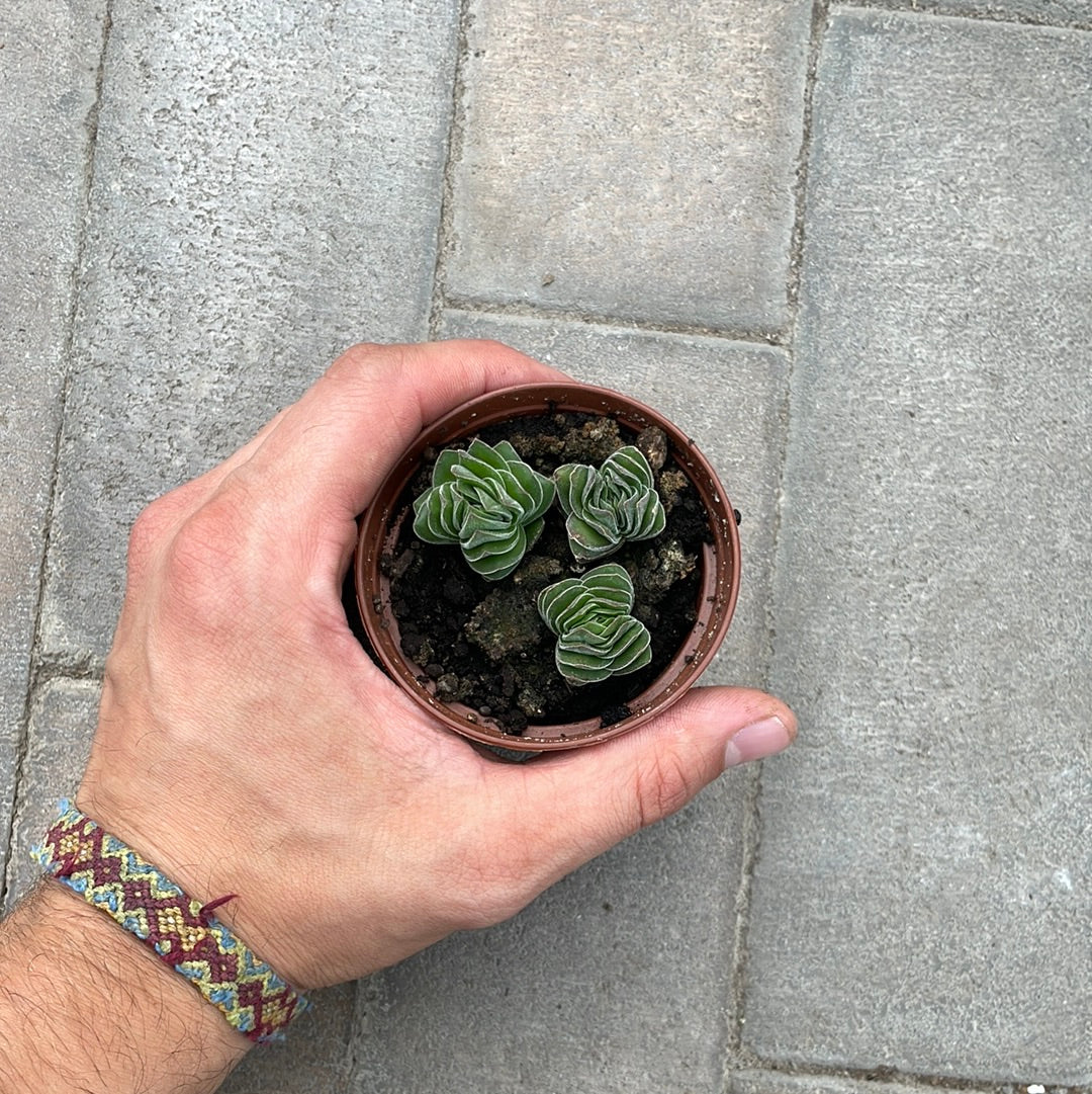 Crassula Buddah's Temple