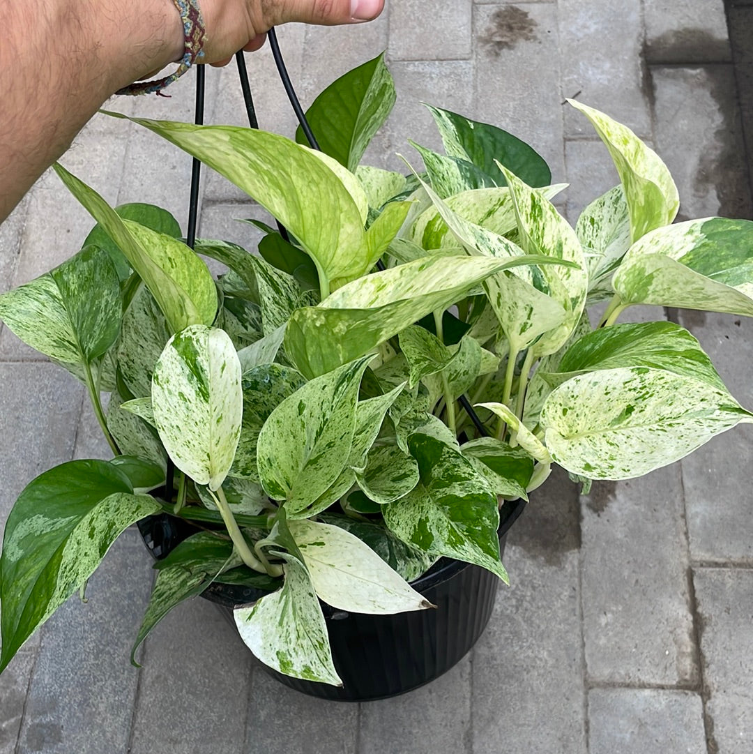 Pothos Marble Queen