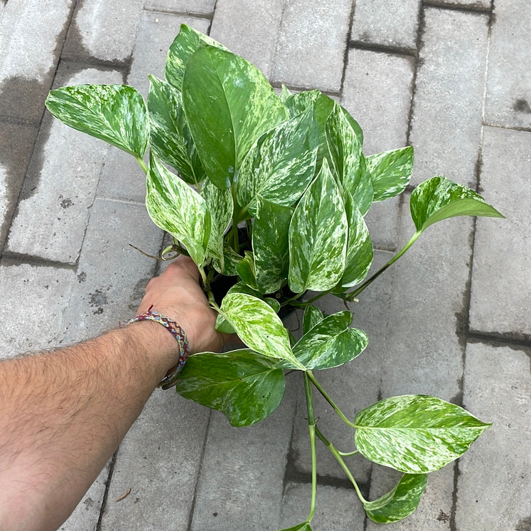 Pothos Marble Queen