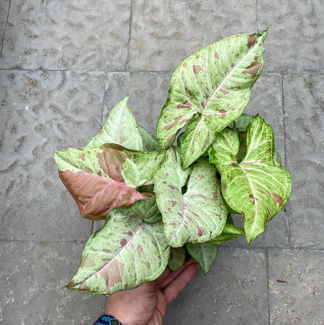 Syngonium Confetti