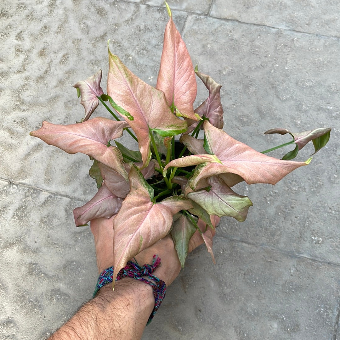 Syngonium Strawberry Milk
