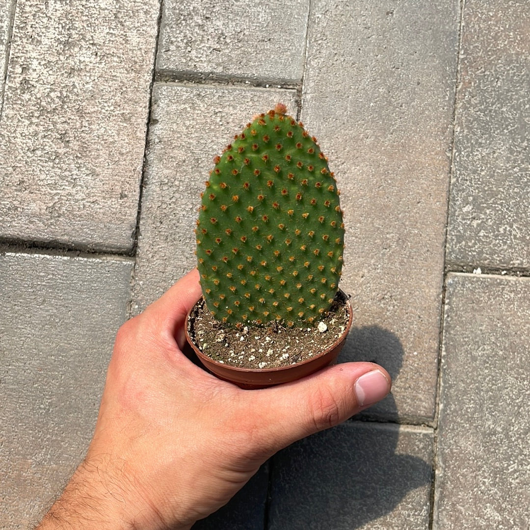 Opuntia Microdasys Rufida